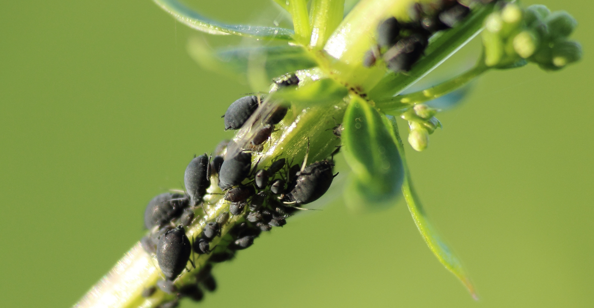 Black Aphid on stem
